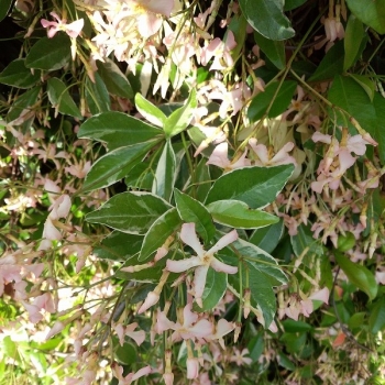Trachelospermum - asiaticum - Star of Milano - TRSUZ01